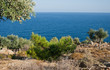 Greek landscape with pines, olive trees and sea