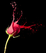 Red Rose Splashes