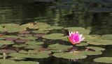 Pink water lily