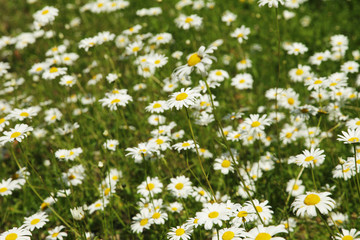 Sticker - blumenwiese