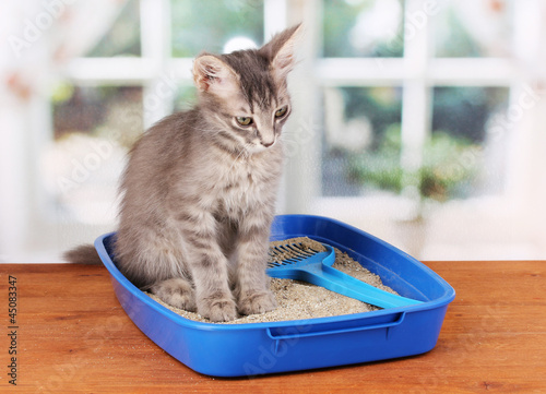 Small gray kitten in blue plastic litter cat Poster