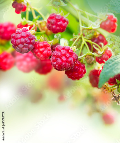 Naklejka nad blat kuchenny Raspberry. Growing Organic Berries Art Design