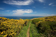 Gorse and Bluebells on Cornish Coastal Path
