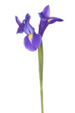 Fototapeta Lawenda - Blue iris or blueflag flower