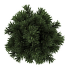 Wall Mural - top view of european black pine tree isolated on white