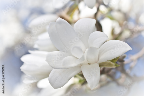 Naklejka ścienna Beautiful magnolia blossom