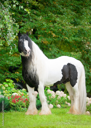 Naklejka na szybę beautiful paint draft horse with long mane