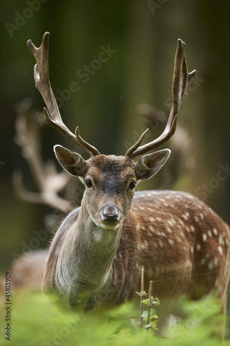 Nowoczesny obraz na płótnie head shot of a fallow deer stag (dama dama)