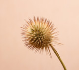 Fototapeta Dmuchawce - Round dry flower