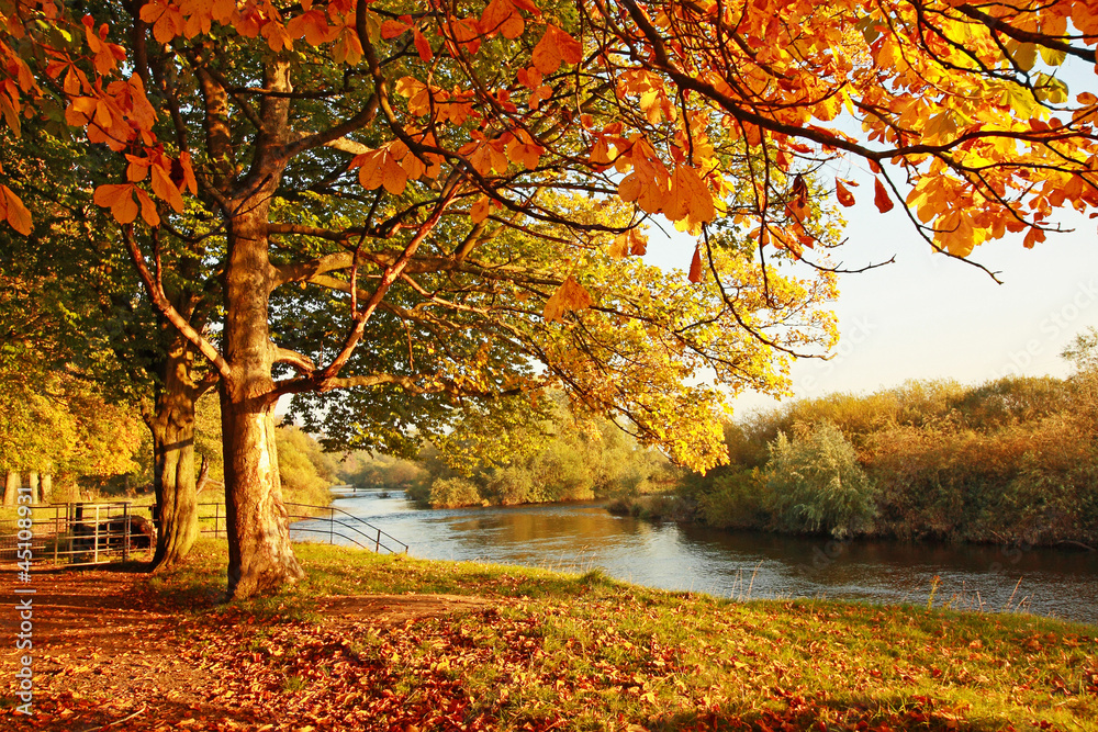 Beautiful Autumn in the park - obrazy, fototapety, plakaty 