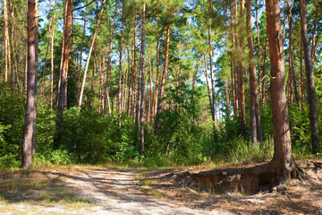 Wall Mural - Pine forest road