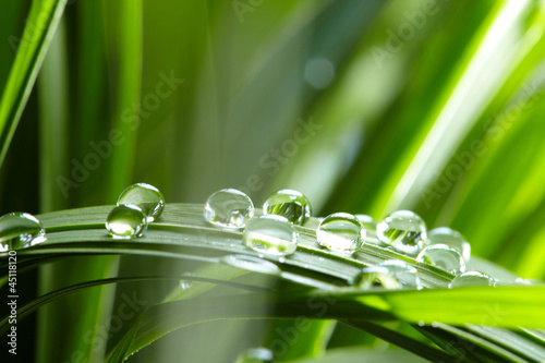 Fototapeta na wymiar water drops on the green grass