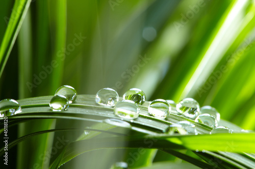 Naklejka - mata magnetyczna na lodówkę water drops on the green grass