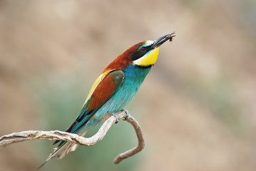 europian bee eater