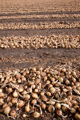 Canvas Print - onions in rows on a field