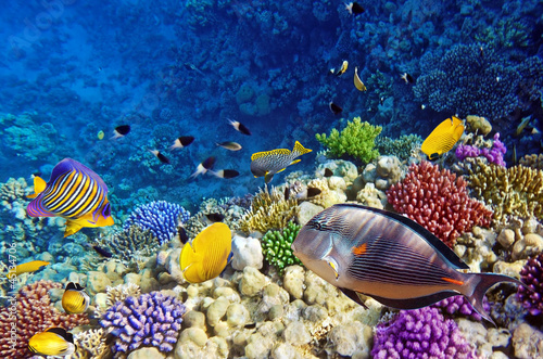 Obraz w ramie Coral and fish in the Red Sea.Egypt