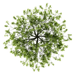 Wall Mural - top view of willow tree isolated on white background
