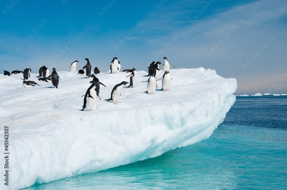 Adelie penguins jumping from iceberg - obrazy, fototapety, plakaty 