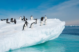 Fototapeta Zwierzęta - Adelie penguins jumping from iceberg