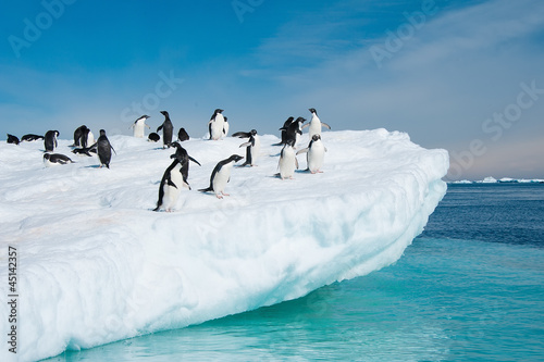 Naklejka - mata magnetyczna na lodówkę Adelie penguins jumping from iceberg