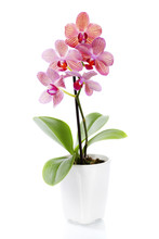 Pink Orchid In A White Flowerpot