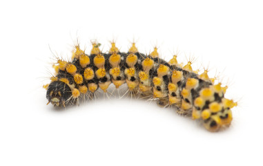 Caterpillar of Giant Peacock Moth, 15 days old, Saturnia pyri