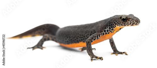 Fotografía Alpine Newt, Ichthyosaura alpestris, formerly Triturus alpestris