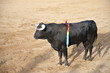 byk podczas corridy w hiszpanii