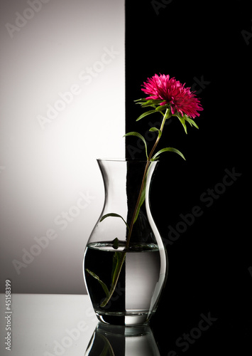 Naklejka dekoracyjna red aster flower