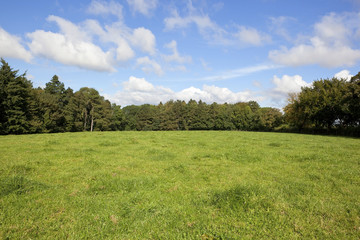 green pasture