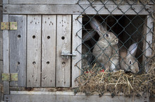 bunny-in-a-cage-free-stock-photo-public-domain-pictures