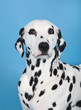© timaj69 - dalmatian dog