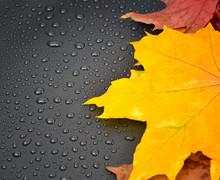 Autumn Background, Maple Leaves And Water Drops