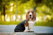 Basset hound sitting
