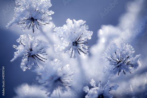 Fototapeta na wymiar Detail of frozen flower