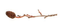 Alder Cone On A Branch