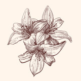 illustration lily