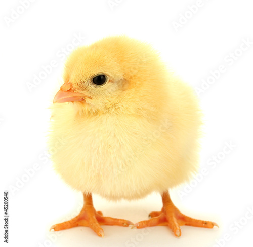 Fotomural beautiful little chicken isolated on the white