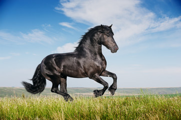Fototapeta beautiful black horse running gallop