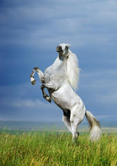 Obraz na płótnie natura koń kucyk zwierzę