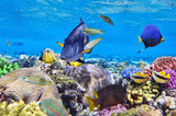 Fototapeta Do akwarium - Coral and fish in the Red Sea.Egypt