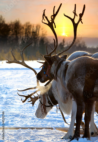 Obraz w ramie Northern deer