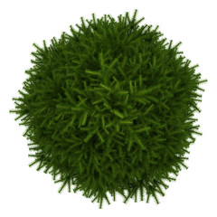 Wall Mural - top view of momi fir tree isolated on white background