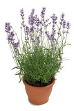 Fototapeta Lawenda - Lavender in a Pot
