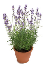 Lavender In A Pot