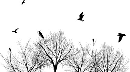 Wall Mural - isolated bare trees and birds silhouettes