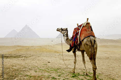 Naklejka na szybę camel and the pyramids of giza, egypt