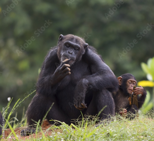 Naklejka na drzwi Chimpanzee