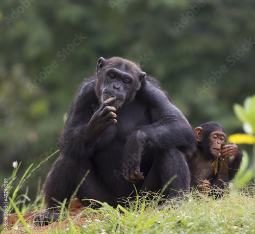 Naklejka na szybę Chimpanzee