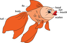 Cartoon Goldfish. Vocabulary Of Body Parts.
